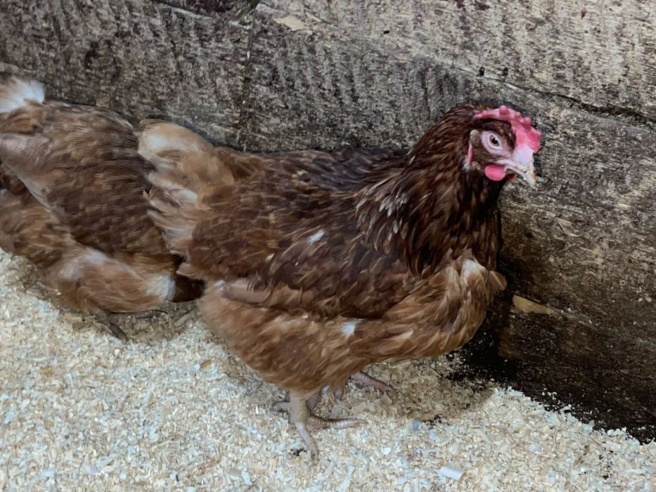 Продаётся куры несушки