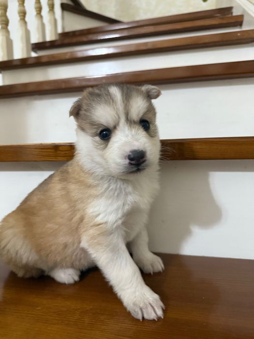 Щенки Хаски на бронь только девочки