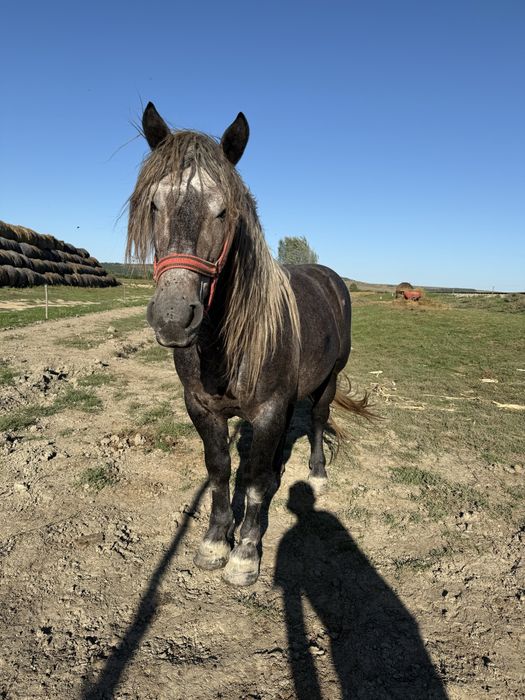 Vand harmasar de 3 ani