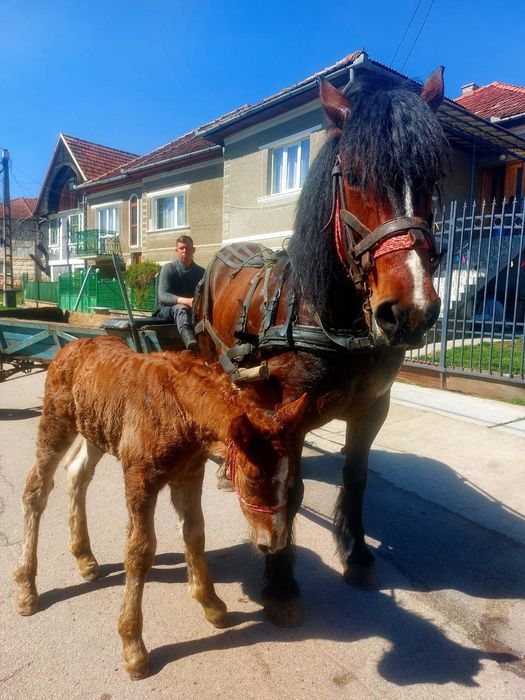 De vânzate Iapa de 5 ani, are O mânza de 10 zile.