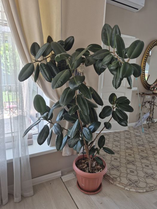 Фикус каучуковый