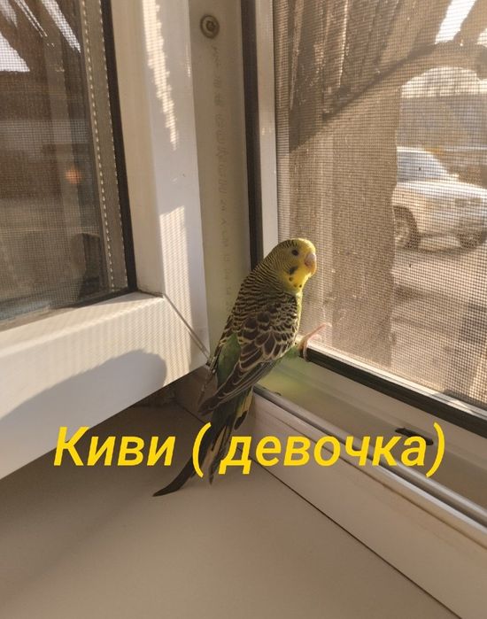 4 волнистика с клеткой