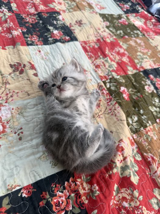Продам шотладских котят