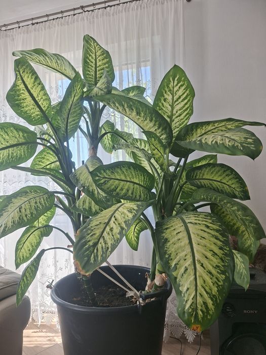 Plante decorative