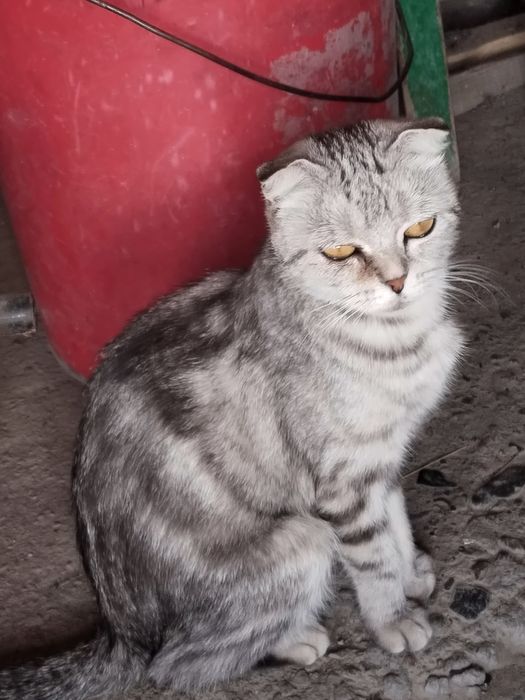 отдам кошечку в добрые руки