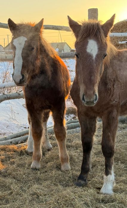 Продам тяжеловозов жеребчиков