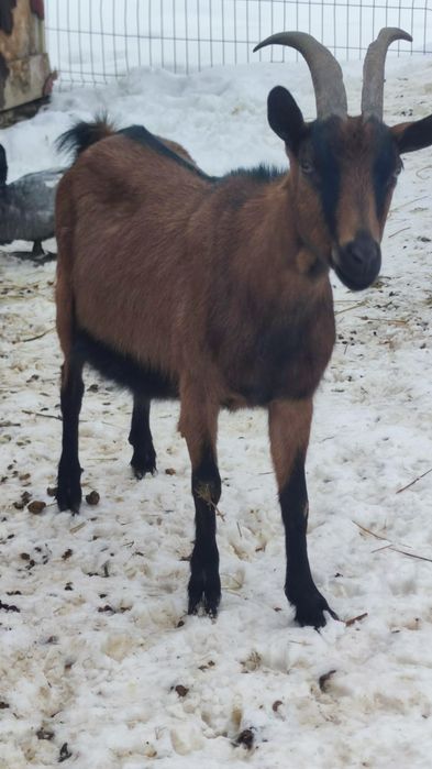 Capra alpina franceza