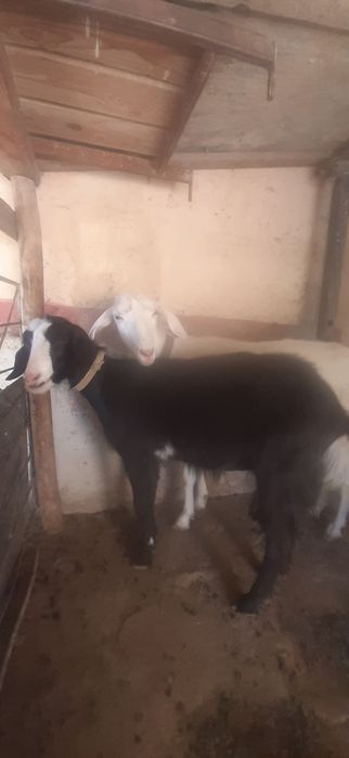 Zoti rus ona bola bolasi 1 yosh