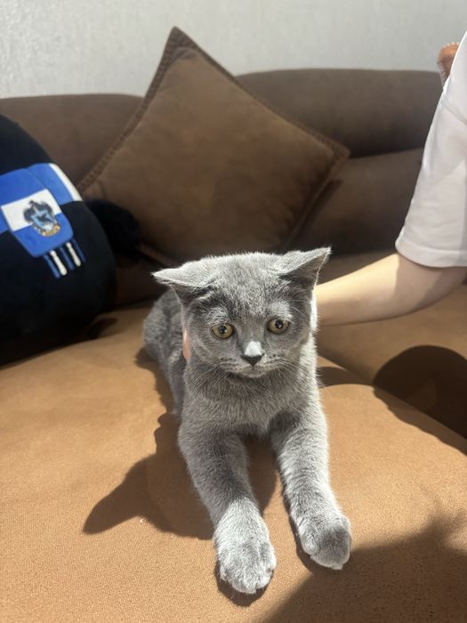 Кот Скотиш страйт