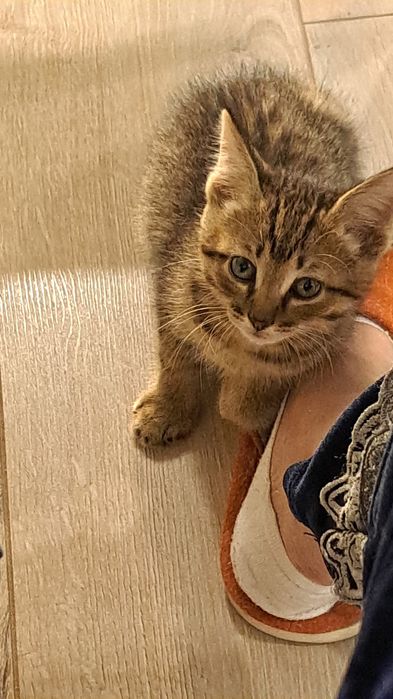 Отдаем котенка в добрые руки