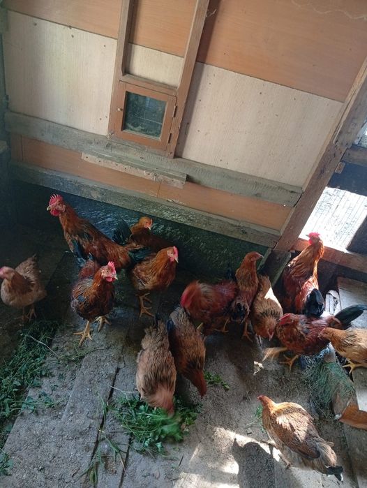 Продам цыплят Кучинских