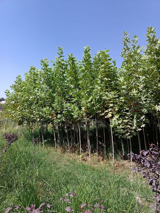 Слива писсарди чинар