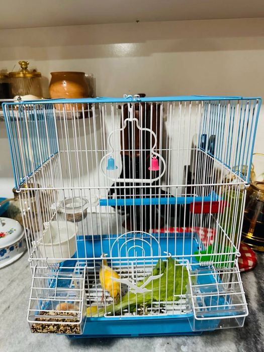 Nar kanareka juda zur sayraydi