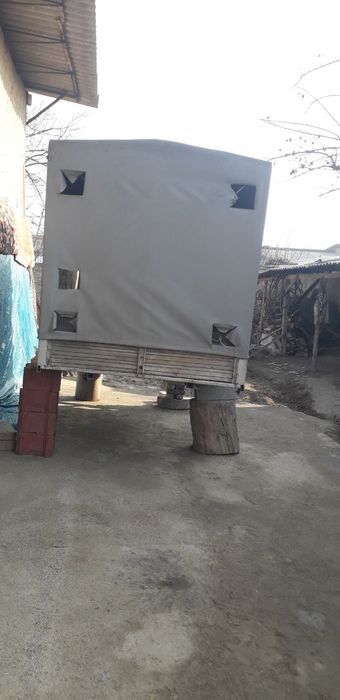 Qoy mol tashigan mòjalangan