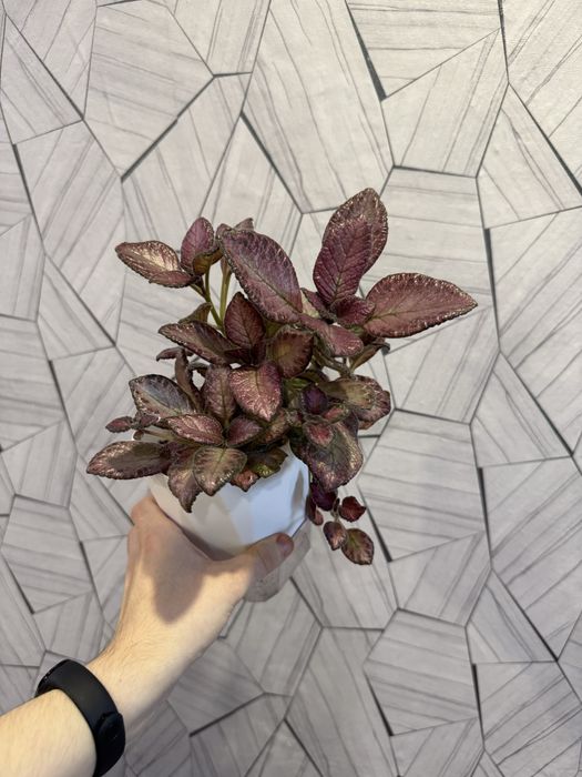 Продам Комнатные цветы