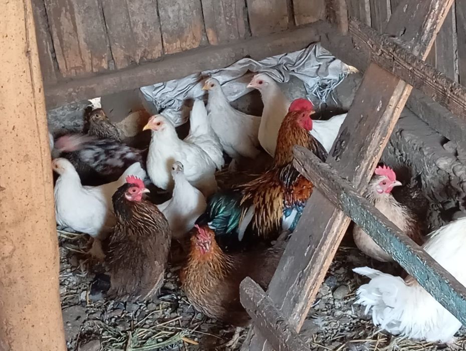 Продам карликовых цеплят