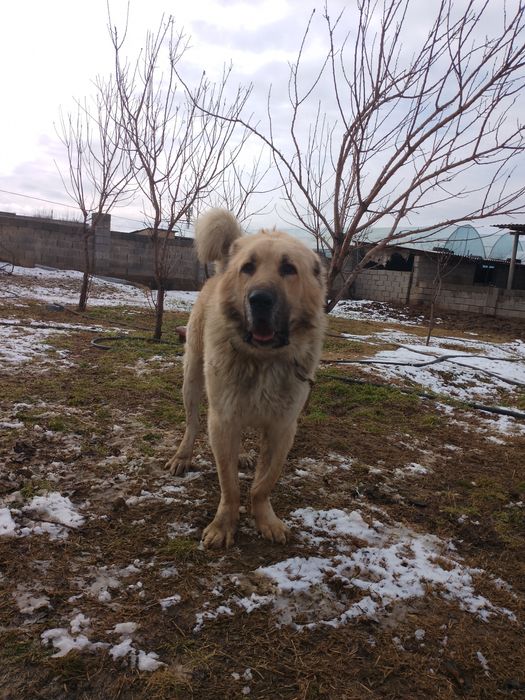 Тобет сатылады  перспективный