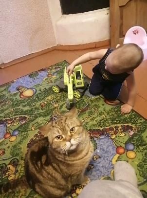 Пропал кот в районе мельзавода