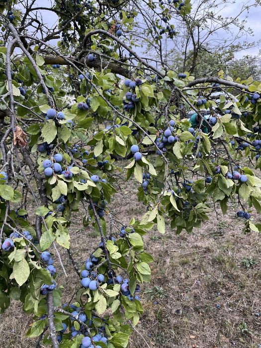 Prune de vanzare