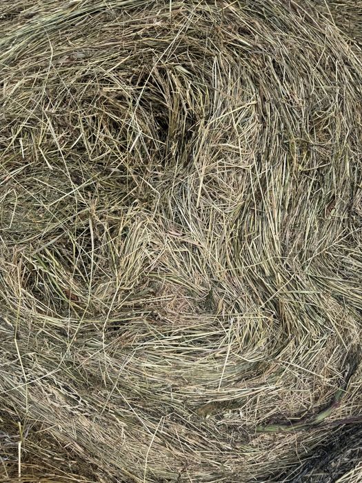 Lucerna amestecata cu fan