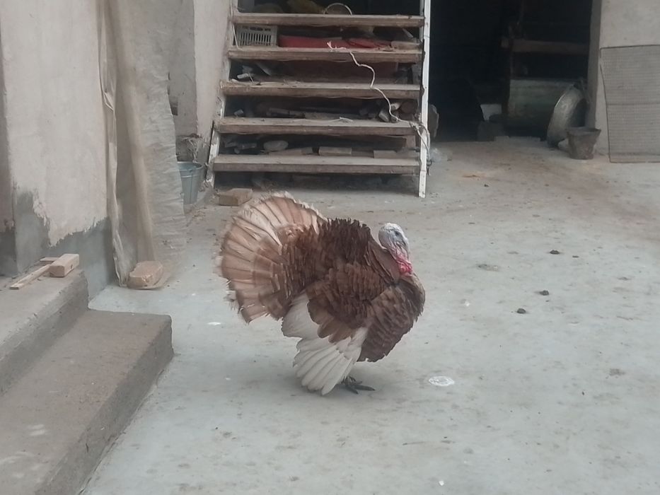 Kurkalar sotiladi 4ta moda 4ta xurozi narxi  400 modalari 500 narlari