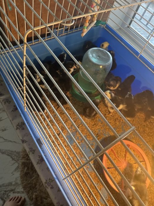 Продам цыплят 3 х суточных