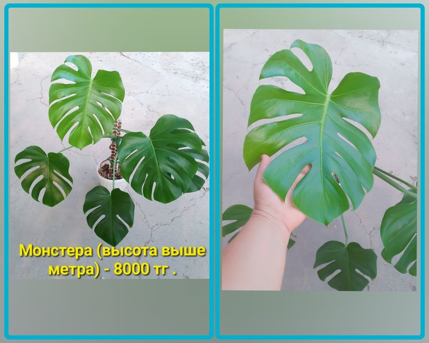 Комнатные растения