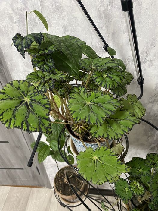 Комнатные растения