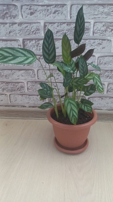 Продам комнатные цветы