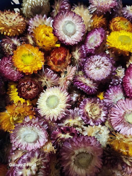 Vand imortele,flori de paie.