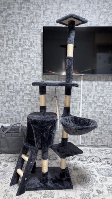 Британский короткошерстный котенок