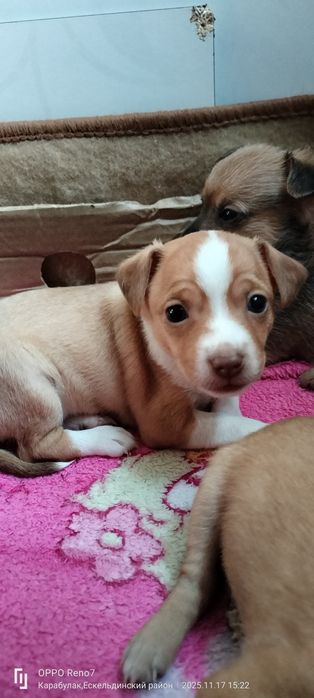 Продам щенков Той-Терьера.