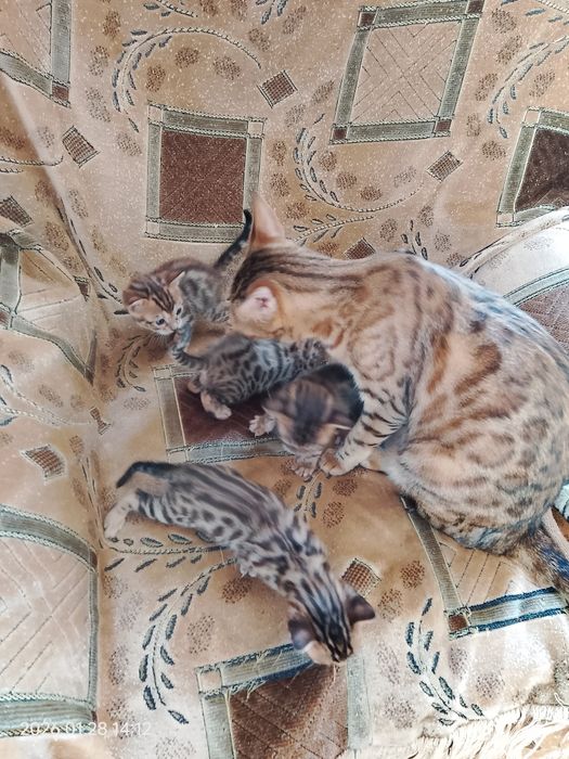 Бронь бенгальских котят