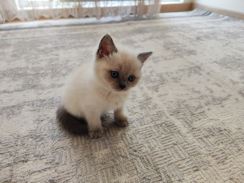 Шотландский котёнок.