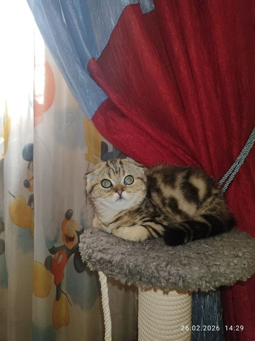 Скоттиш фолд девочка Окрас золотой шиншила мрамор