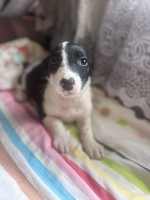 Отдам щенков бесплатно