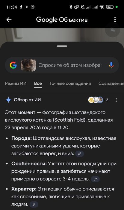 Продаётся котенок. Мушукча сотилади