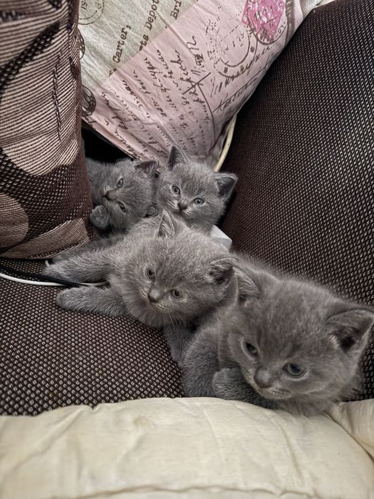 Чистокръвни шотландски котенца