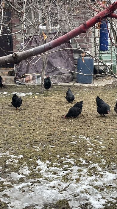 Продам курей хорошие черные