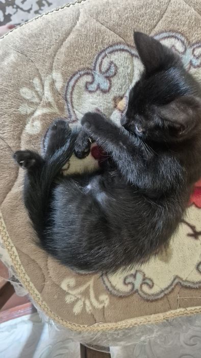 Отдам котёнка девочку