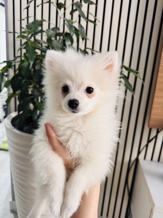 Шпиц девочка 3,5 месяца