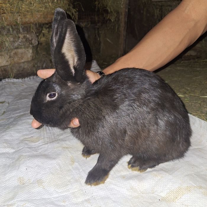 Кролики Баран(мать баран отец карлик)