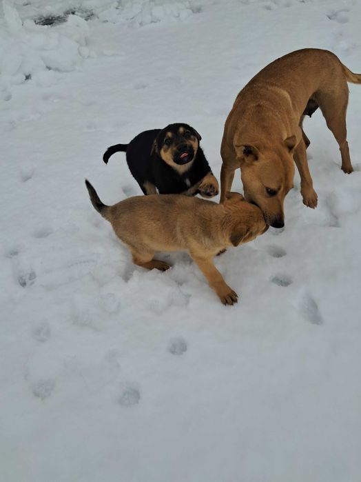 Donez 2 cățelușe metis, 9 săptămâni