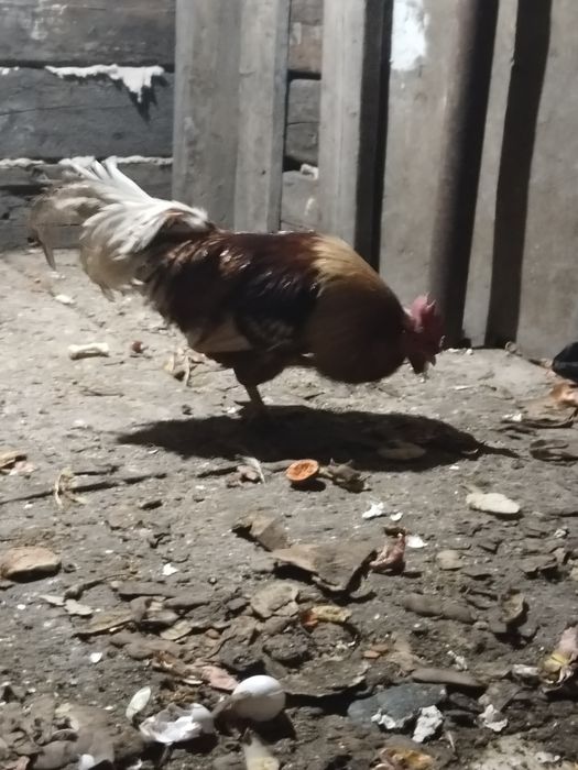 Продам Петуха 5000