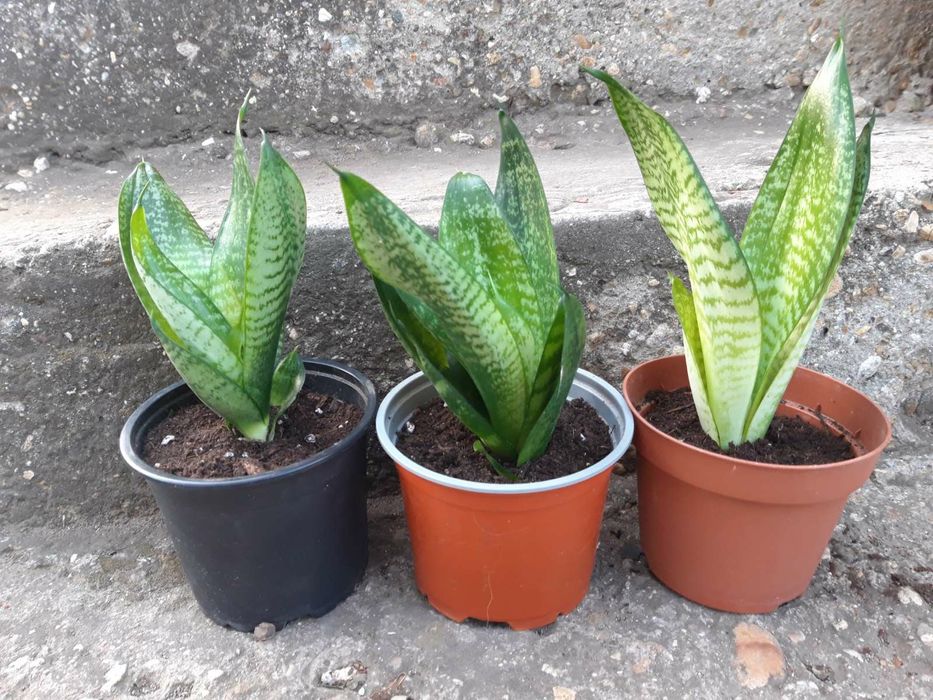 Продавам цветя Сансевиера Хани