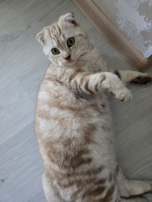 Кот скоттиш фолд