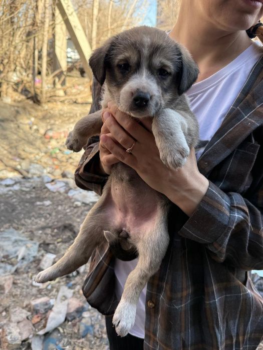 Дарю щенят!       .