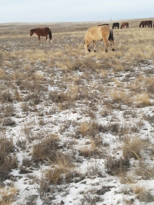 Бие сатылады буаз