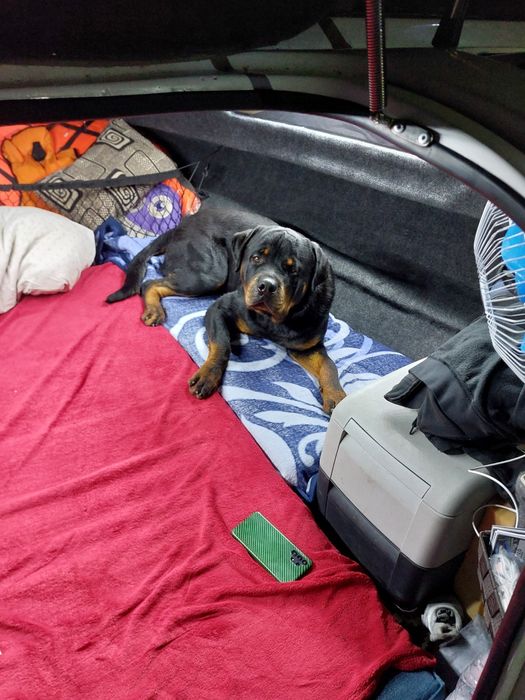 Corsar 550 cabinata si peridoc