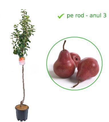 Par la Ghiveci..